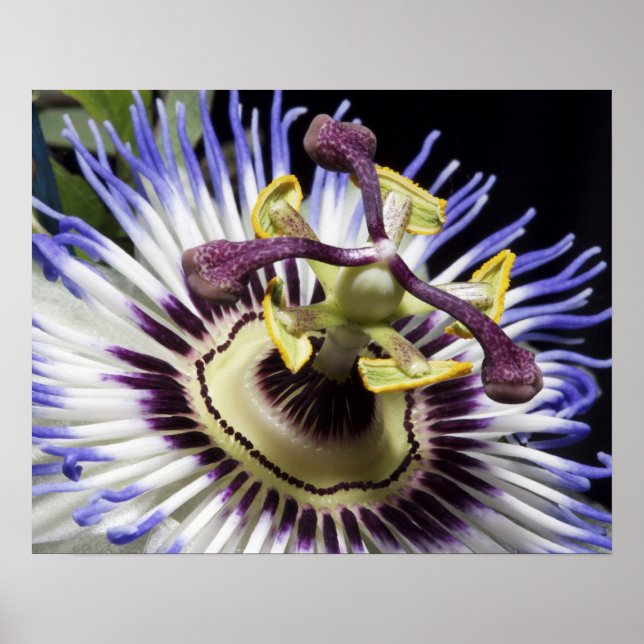 Póster Flor de la pasión primer plano (MR) (Frente)