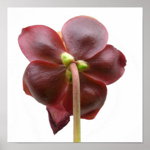 Póster Flor de la planta de jarra del purpurea del