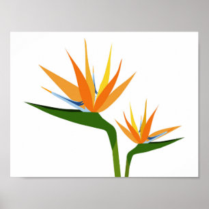 PÓSTER FLOR DE LAS AVES DEL PARAÍSO