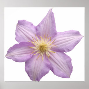 Póster Flor de lavanda