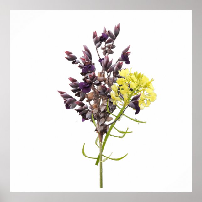 Póster Flor de lavanda (Frente)
