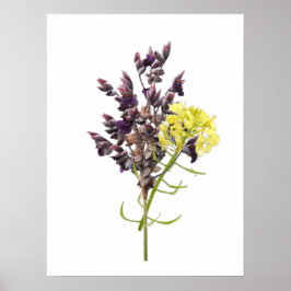 Póster Flor de lavanda