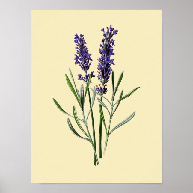 Póster Flor de lavanda de época #3 (Frente)