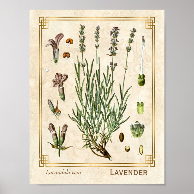 Póster Flor de lavanda herbal Art Vintage Botánica (Frente)