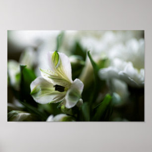 Póster Flor de lila peruana de alstromería blanca