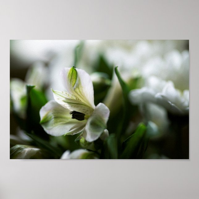 Póster Flor de lila peruana de alstromería blanca (Frente)