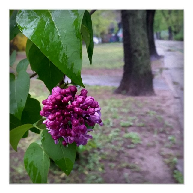Póster flor de lilac en la lluvia (Anverso)