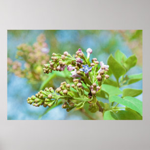 Póster Flor de Lilac - Primus Inter Pares