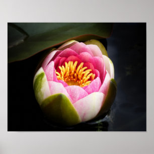 Póster Flor de Lily Agua