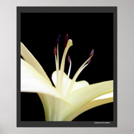 Póster Flor de Lily Blanca Lilies Flowers Foto