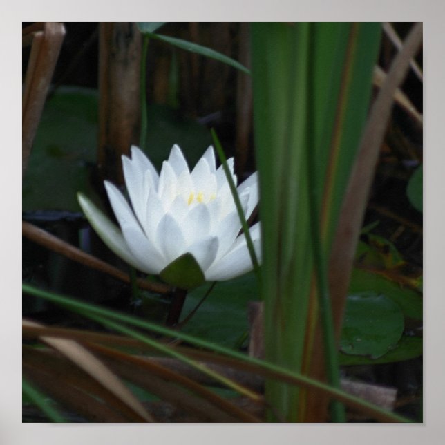 Póster Flor de Lily Lotus Water Lily (Frente)