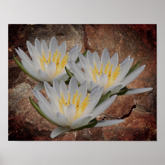 Póster Flor De Lily Water Lily Flower On Stone (Frente)