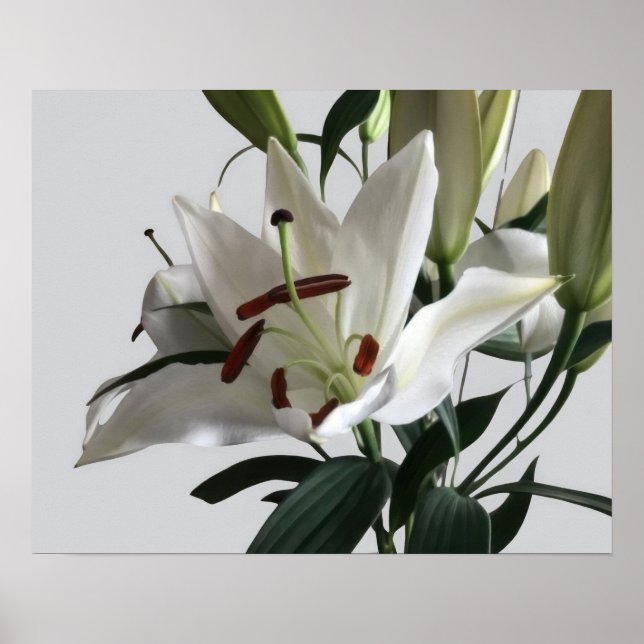 Póster Flor de lirio blanco (Frente)