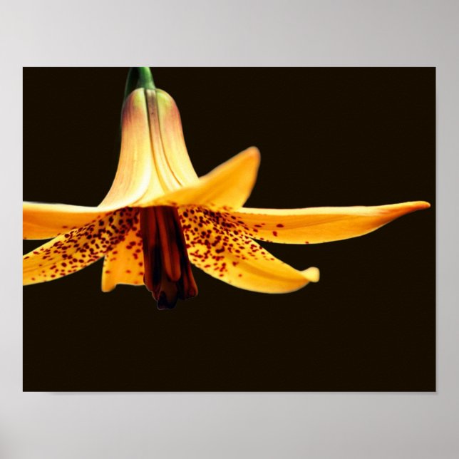 Póster Flor de lirio canadiense con aspecto salvaje (Frente)