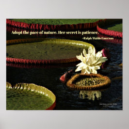 Póster Flor de lirio de agua blanca cremosa y toallas de 