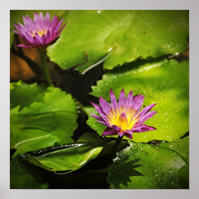 Póster Flor de lirio de agua (Lotus) (Frente)