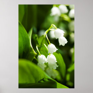 Póster flor de lirio de los valles