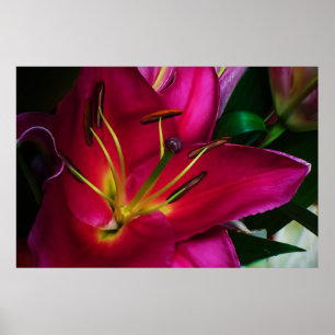 PÓSTER FLOR DE LIRIO ROJO