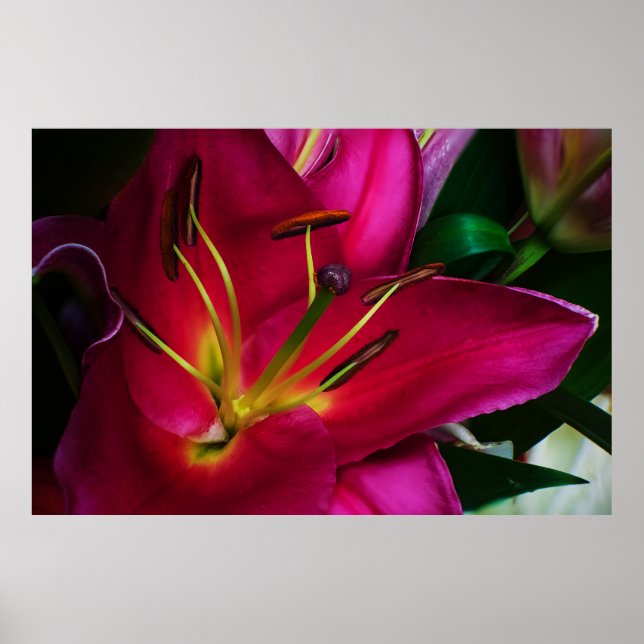 PÓSTER FLOR DE LIRIO ROJO (Frente)