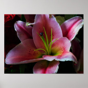 PÓSTER FLOR DE LIRIO ROSA