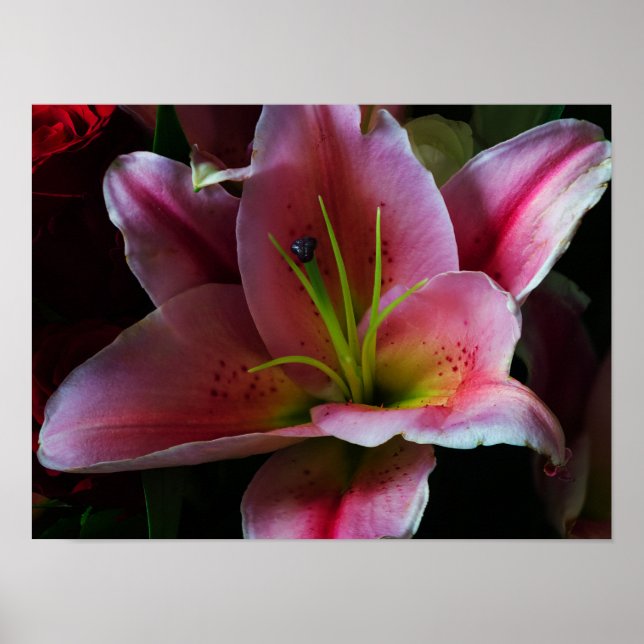 PÓSTER FLOR DE LIRIO ROSA (Frente)