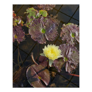 Póster flor de loto en otoño
