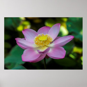 Póster Flor de loto florecida, Indonesia
