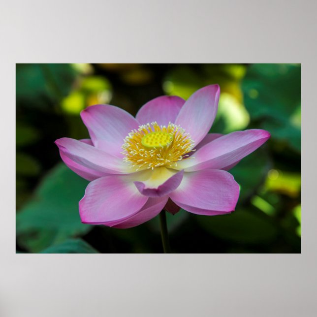 Póster Flor de loto florecida, Indonesia (Frente)