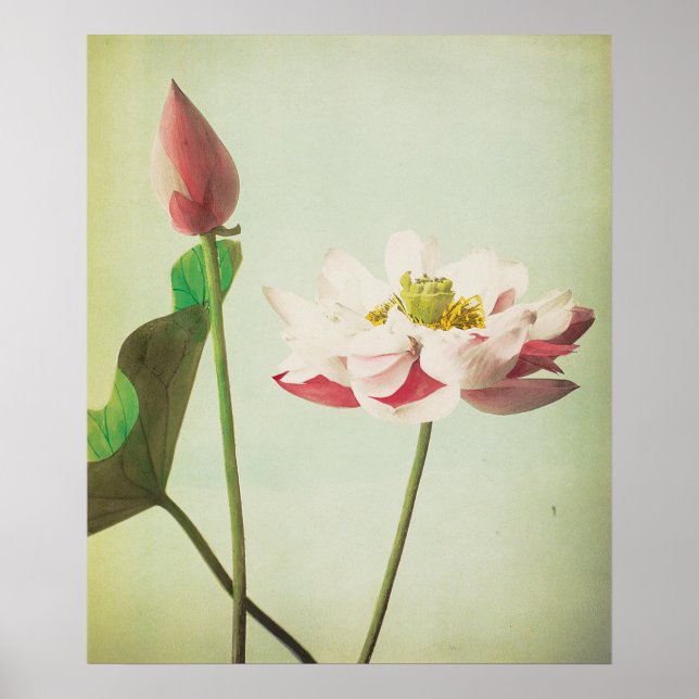 Póster Flor de Lotus (Frente)