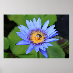 Póster Flor de Lotus