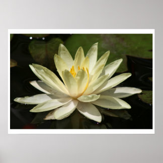 Póster Flor de Lotus