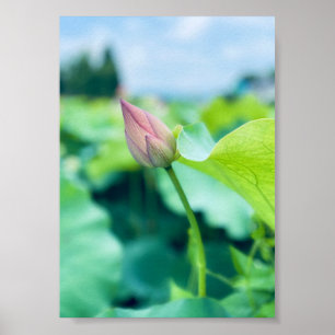Póster Flor de Lotus