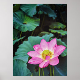 Póster Flor de Lotus