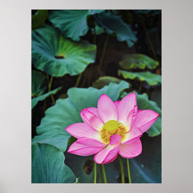 Póster Flor de Lotus (Frente)