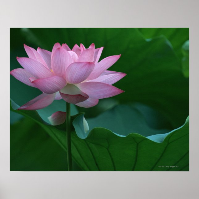 Póster Flor de Lotus (Frente)