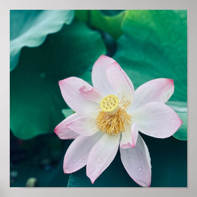 Póster Flor de Lotus (Frente)