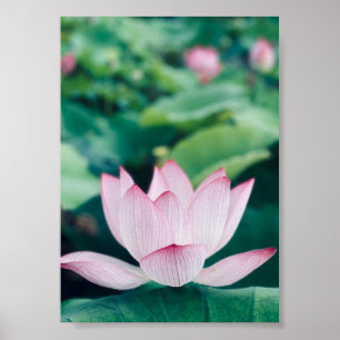 Póster Flor de Lotus
