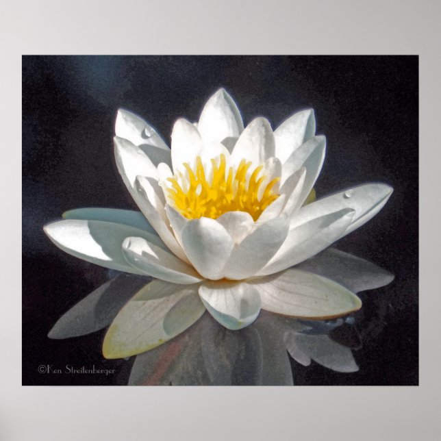 PÓSTER FLOR DE LOTUS BLANCA Y REFLEJO (Frente)