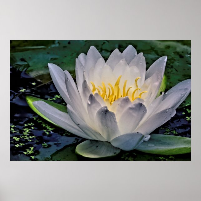 Póster Flor de Lotus blanco brillante (Frente)
