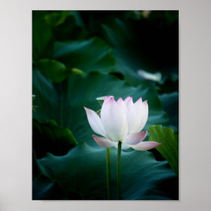 Póster Flor de Lotus blanco elegante
