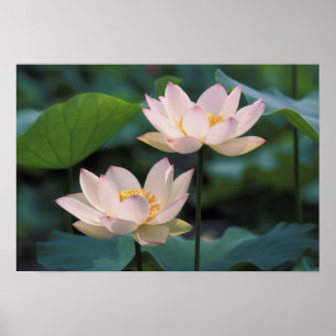 Póster Flor de Lotus en flor, China