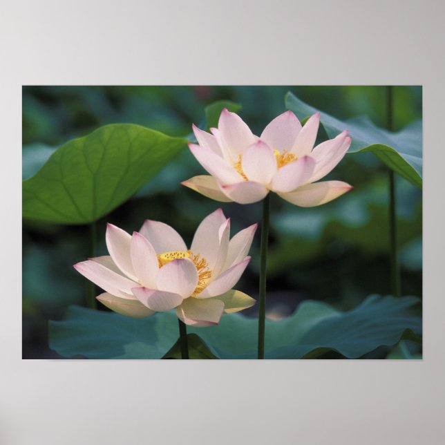 Póster Flor de Lotus en flor, China (Frente)