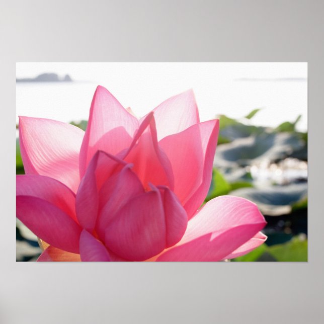 Póster Flor de Lotus [especiosum de Nelumbo] en su totali (Frente)