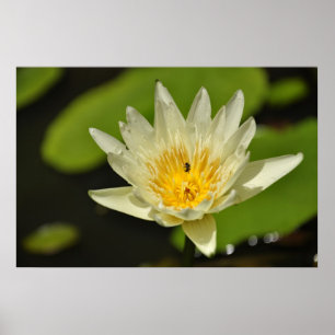 Póster Flor de Lotus (lirio de agua)