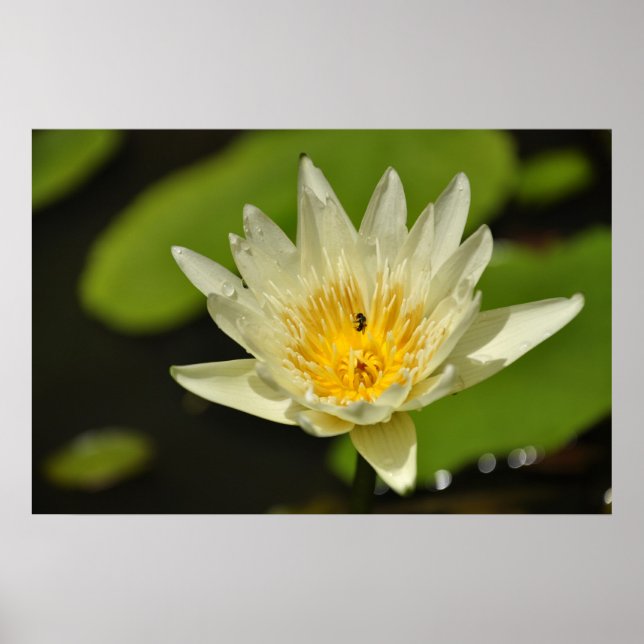 Póster Flor de Lotus (lirio de agua) (Frente)