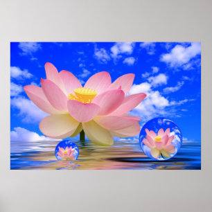 Póster Flor de Lotus llevada en agua
