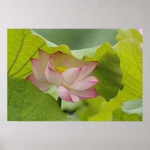 Póster Flor de Lotus, Nelumbo nucifera, China