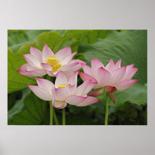 Póster Flor de Lotus, Nelumbo nucifera, China 2