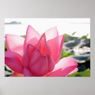 Póster Flor de Lotus [Nelumbo speciosum] en su totalidad