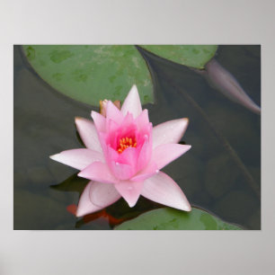 Póster Flor de Lotus/Waterlily